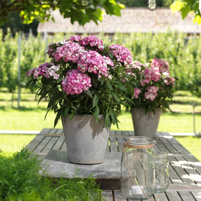 Bartnelke\u0020\u0028Dianthus\u0020barbatus\u0029\u0020Dart\u0020Pink\u0020Magician