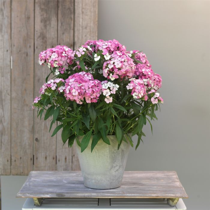 Bartnelke\u0020\u0028Dianthus\u0020barbatus\u0029\u0020Dart\u0020Pink\u0020Magician