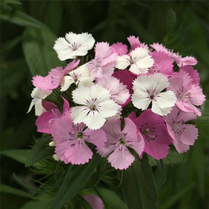 Bartnelke\u0020\u0028Dianthus\u0020barbatus\u0029\u0020Dart\u0020Pink\u0020Magician