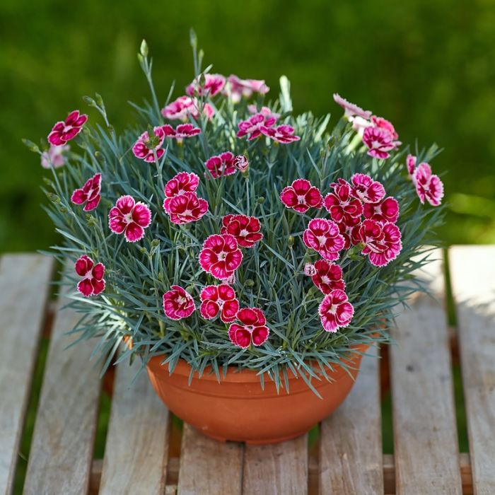 Duftende\u0020Landnelke\u0020\u0028Dianthus\u0020caryophyllus\u0029\u0020DEVON\u0020Flutterburst