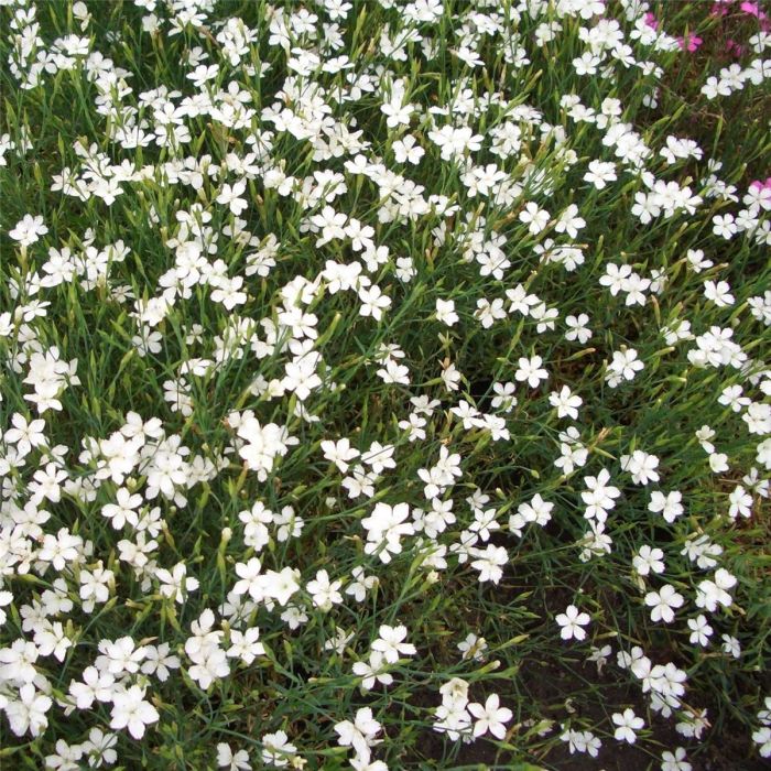 Heidenelke\u0020\u0028Dianthus\u0020deltoides\u0020\u0029\u0020Albus