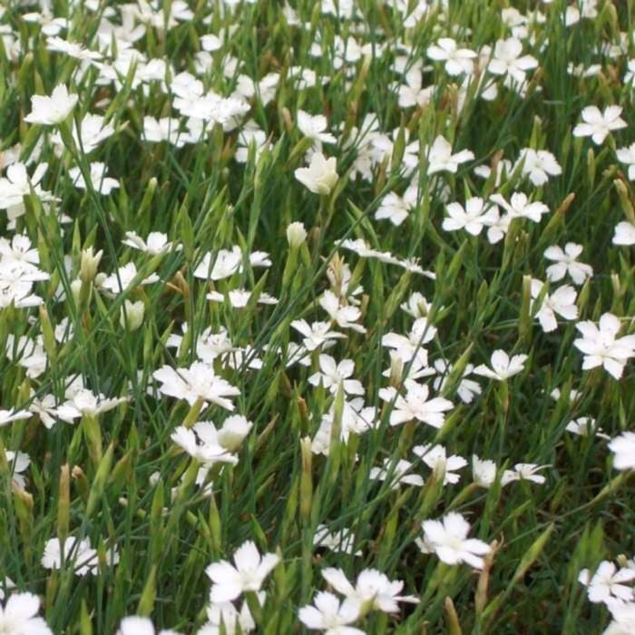 Heidenelke\u0020\u0028Dianthus\u0020deltoides\u0020\u0029\u0020Albus