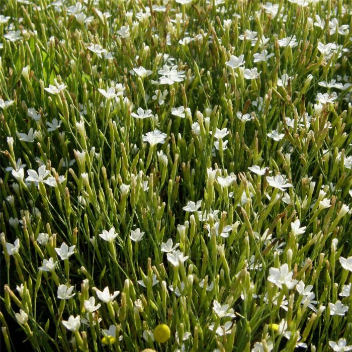 Heidenelke\u0020\u0028Dianthus\u0020deltoides\u0020\u0029\u0020Albus