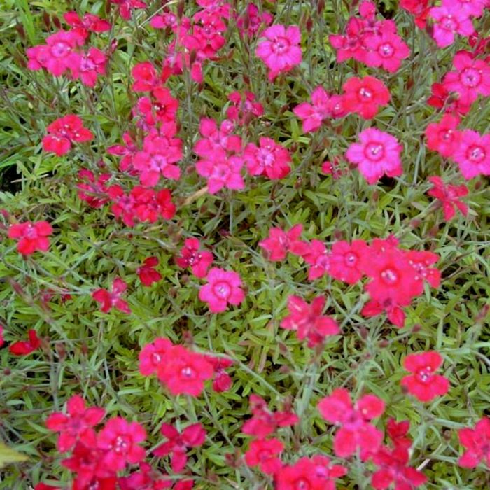 Heidenelke\u0020\u0028Dianthus\u0020deltoides\u0029\u0020Leuchtfunk