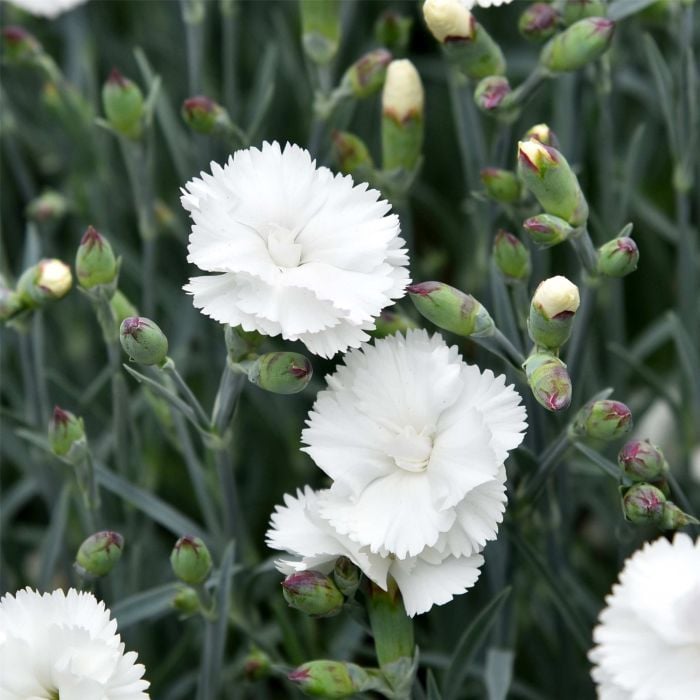 Duftende\u0020Federnelke\u0020\u0028Dianthus\u0020plumarius\u0029\u0020Angel\u0020of\u0020Purity