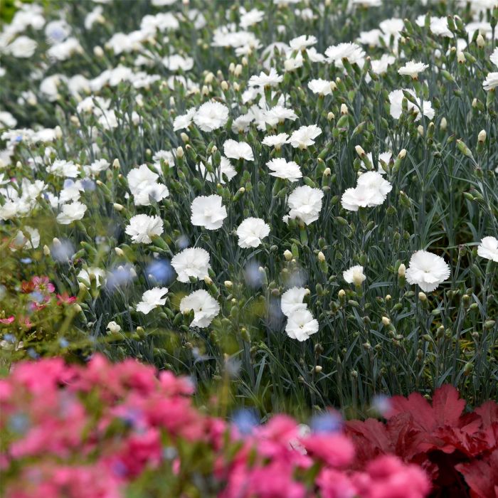 Duftende\u0020Federnelke\u0020\u0028Dianthus\u0020plumarius\u0029\u0020Angel\u0020of\u0020Purity