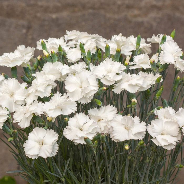 Duftende\u0020Federnelke\u0020\u0028Dianthus\u0020plumarius\u0029\u0020Angel\u0020of\u0020Purity