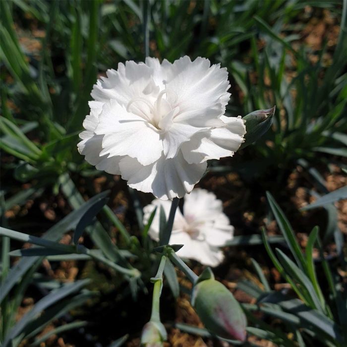 Duftende\u0020Federnelke\u0020\u0028Dianthus\u0020plumarius\u0029\u0020Angel\u0020of\u0020Purity