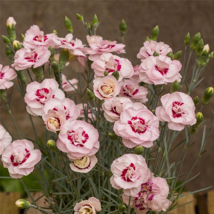 Duftende\u0020Federnelke\u0020\u0028Dianthus\u0020plumarius\u0029\u0020Angel\u0020of\u0020Virtue