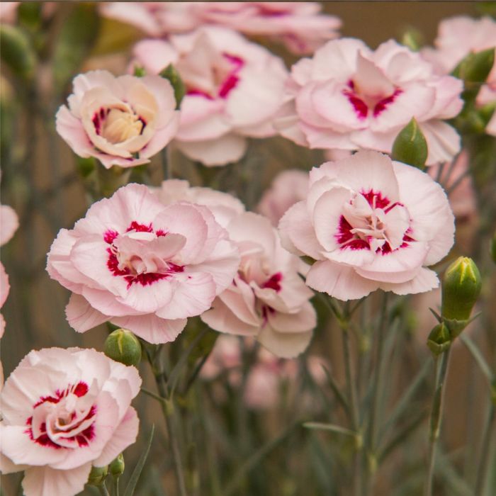 Duftende\u0020Federnelke\u0020\u0028Dianthus\u0020plumarius\u0029\u0020Angel\u0020of\u0020Virtue