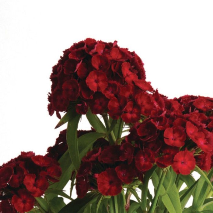 Schwarzrote\u0020Bartnelke\u0020\u0028Dianthus\u0020x\u0020barbatus\u0029\u0020Dash\u0020F1\u0020Crimson