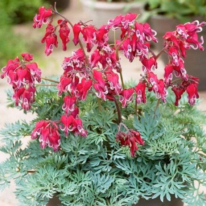 Zwergige\u0020Herzblume\u0020\u0028Dicentra\u0029\u0020Burning\u0020Hearts