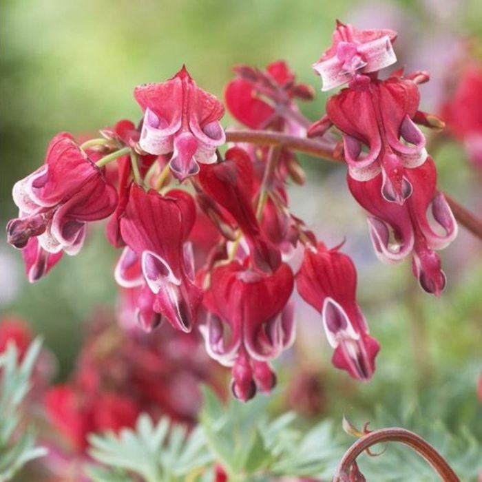 Zwergige\u0020Herzblume\u0020\u0028Dicentra\u0029\u0020Burning\u0020Hearts