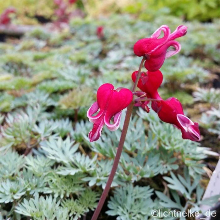 Zwergige\u0020Herzblume\u0020\u0028Dicentra\u0029\u0020Burning\u0020Hearts