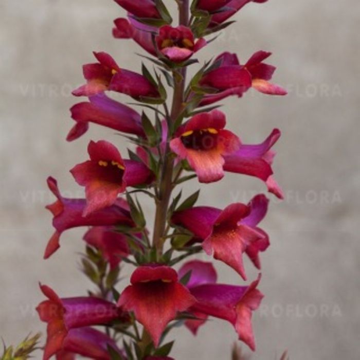 Fingerhut\u0020\u0028Digitalis\u0020purpurea\u0020x\u0020isoplexis\u0020canariensis\u0029\u0020ILLUMINATION\u0020Raspberry