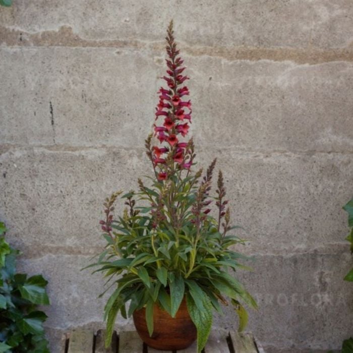 Fingerhut\u0020\u0028Digitalis\u0020purpurea\u0020x\u0020isoplexis\u0020canariensis\u0029\u0020ILLUMINATION\u0020Raspberry