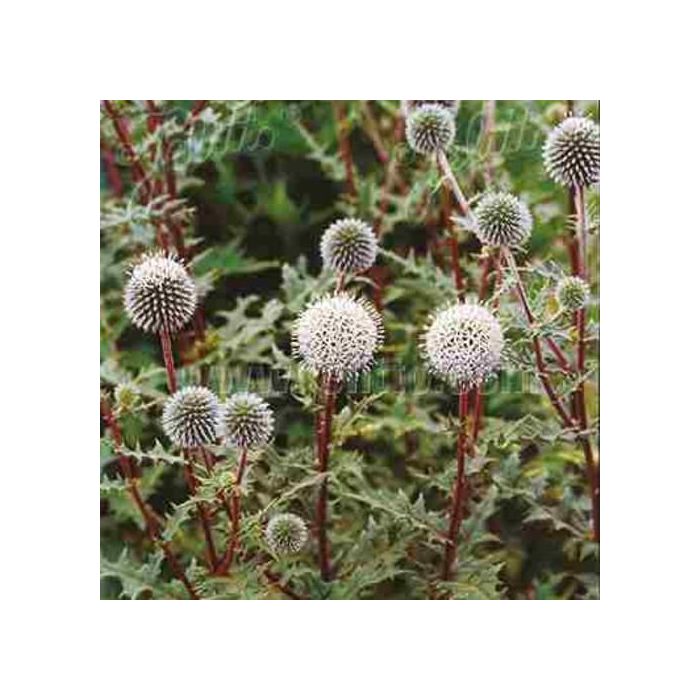 Kugeldistel\u0020\u0028Echinops\u0020sphaerocephalus\u0029\u0020Arctic\u0020Glow