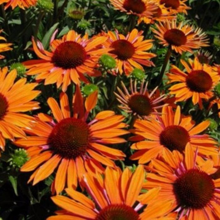 Sonnenhut\u0020\u0028Echinacea\u0020purpurea\u0029\u0020Orange\u0020Passion