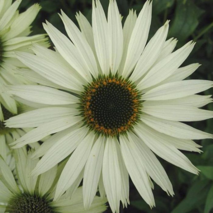 Sonnenhut\u0020\u0028Echinacea\u0020purpurea\u0029\u0020Virgin