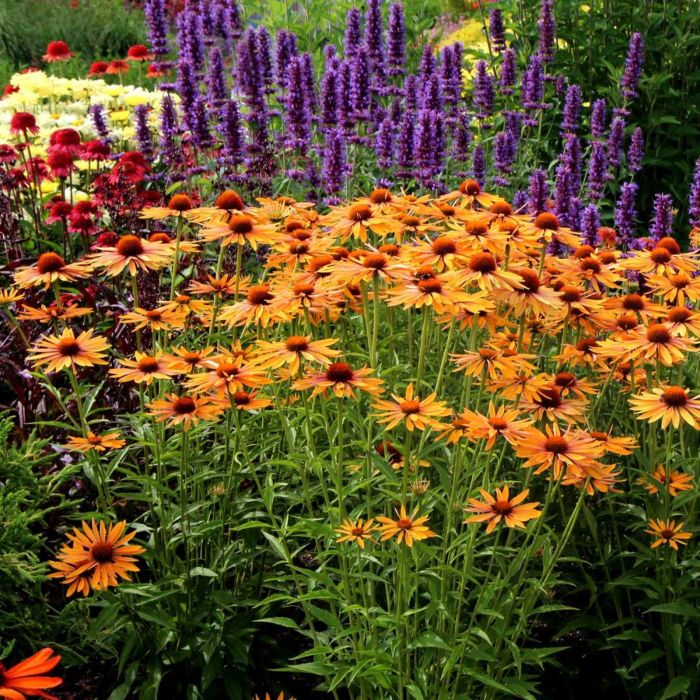 Sonnenhut\u0020\u0028Echinacea\u0029\u0020Big\u0020Kahuna