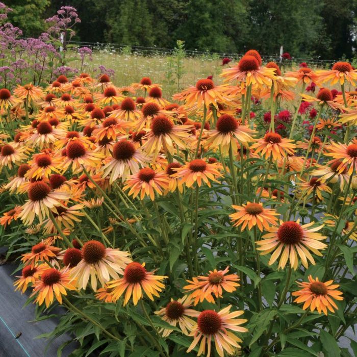 Sonnenhut\u0020\u0028Echinacea\u0029\u0020Big\u0020Kahuna