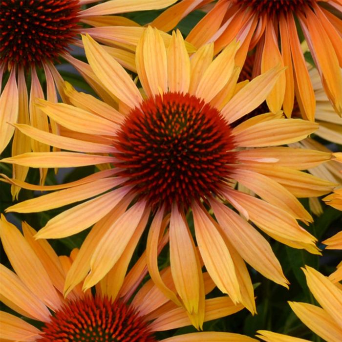 Sonnenhut\u0020\u0028Echinacea\u0029\u0020Big\u0020Kahuna