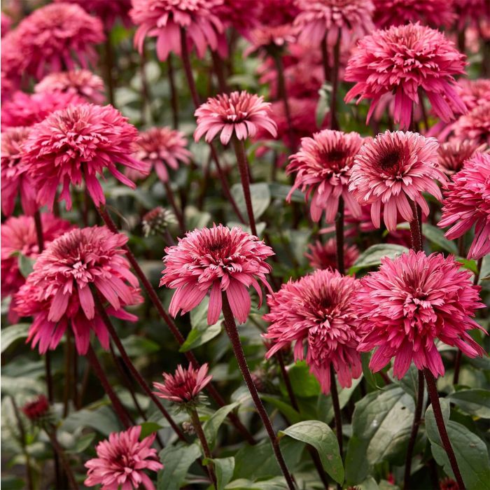 Sonnenhut\u0020\u0028Echinacea\u0029\u0020Blackberry\u0020Truffle