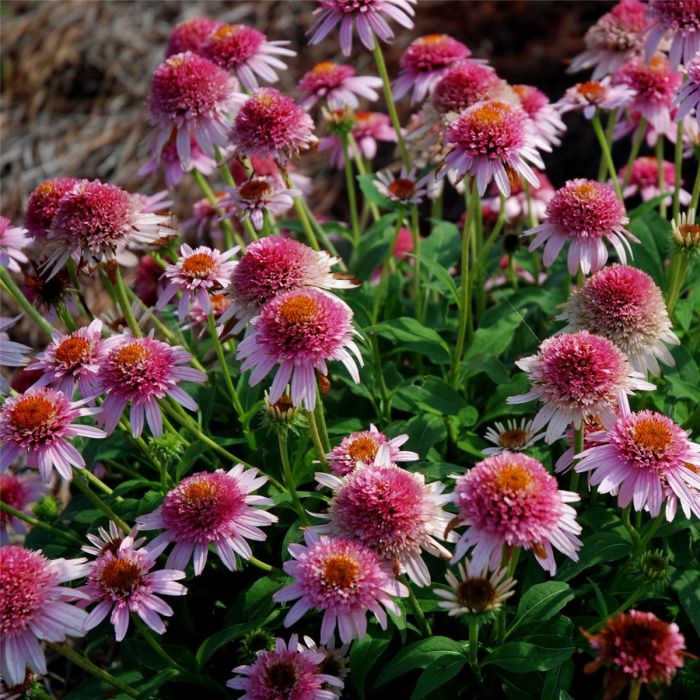 Sonnenhut\u0020\u0028Echinacea\u0029\u0020Butterfly\u0020Kisses