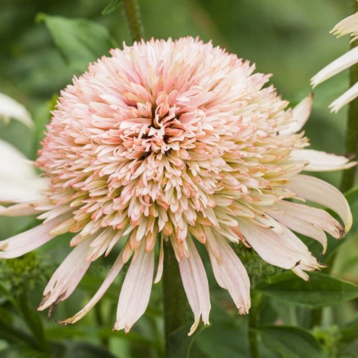 Sonnenhut\u0020\u0028Echinacea\u0029\u0020Cherry\u0020Fluff