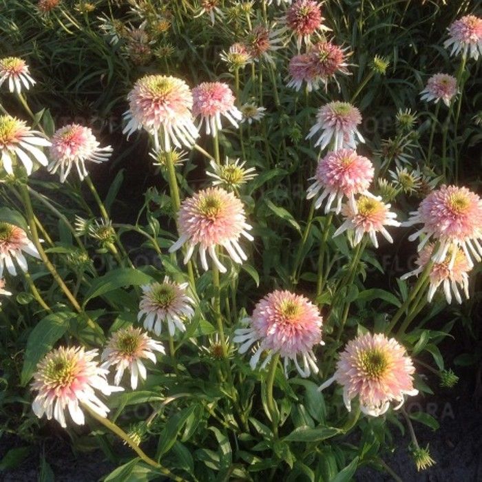 Sonnenhut\u0020\u0028Echinacea\u0029\u0020Cherry\u0020Fluff