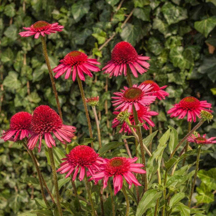 Sonnenhut\u0020\u0028Echinacea\u0029\u0020Delicious\u0020Candy