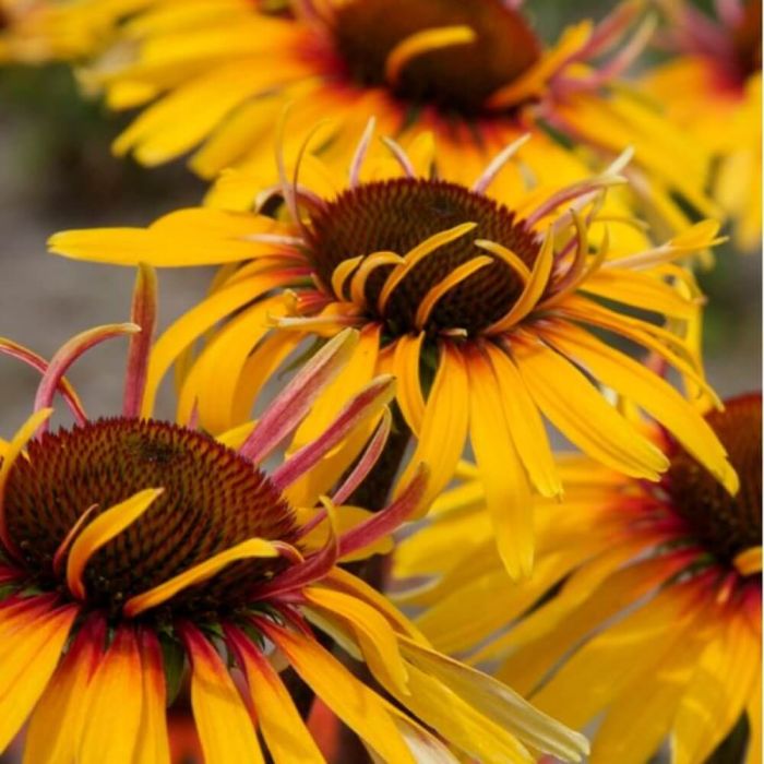 Sonnenhut\u0020\u0028Echinacea\u0029\u0020Funky\u0020Yellow