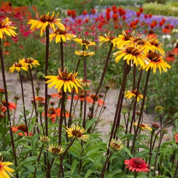 Sonnenhut\u0020\u0028Echinacea\u0029\u0020Funky\u0020Yellow