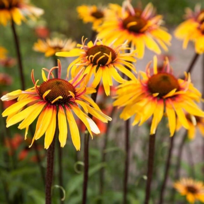 Sonnenhut\u0020\u0028Echinacea\u0029\u0020Funky\u0020Yellow