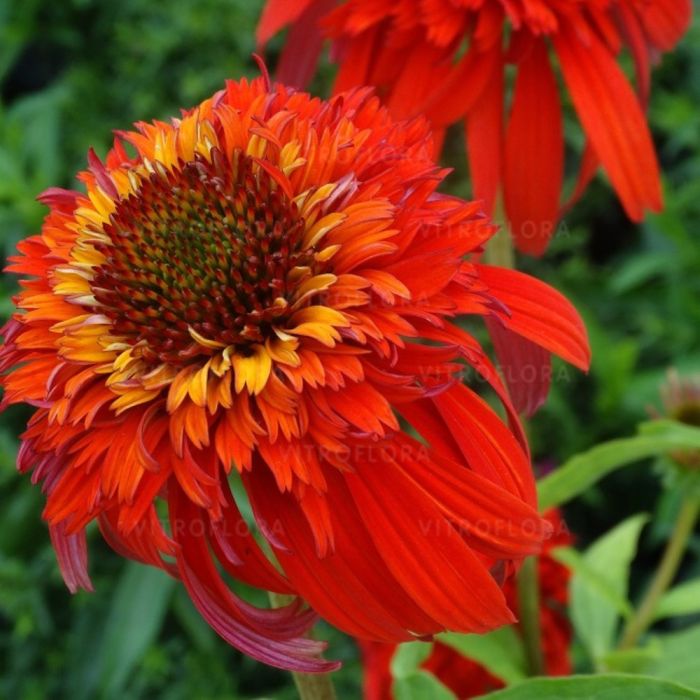 Sonnenhut\u0020\u0028Echinacea\u0020purpurea\u0029\u0020Hot\u0020Papaya