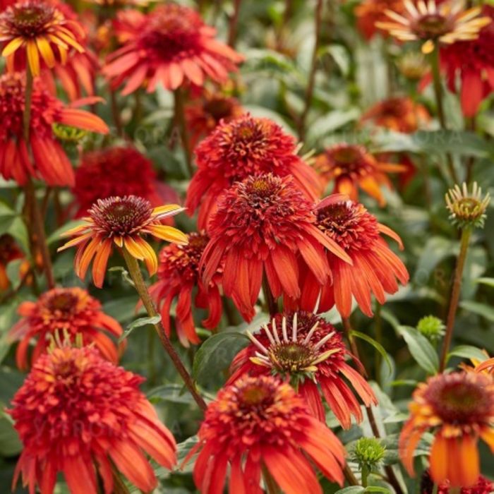 Sonnenhut\u0020\u0028Echinacea\u0020purpurea\u0029\u0020Hot\u0020Papaya