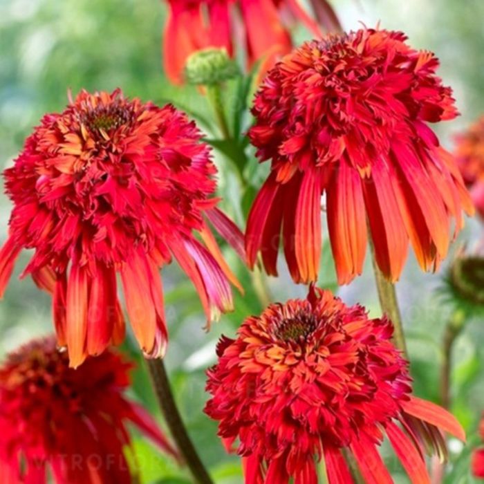 Sonnenhut\u0020\u0028Echinacea\u0020purpurea\u0029\u0020Hot\u0020Papaya