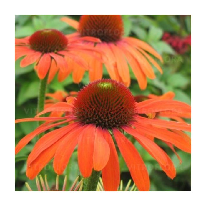 Sonnenhut\u0020\u0028Echinacea\u0029\u0020Julia