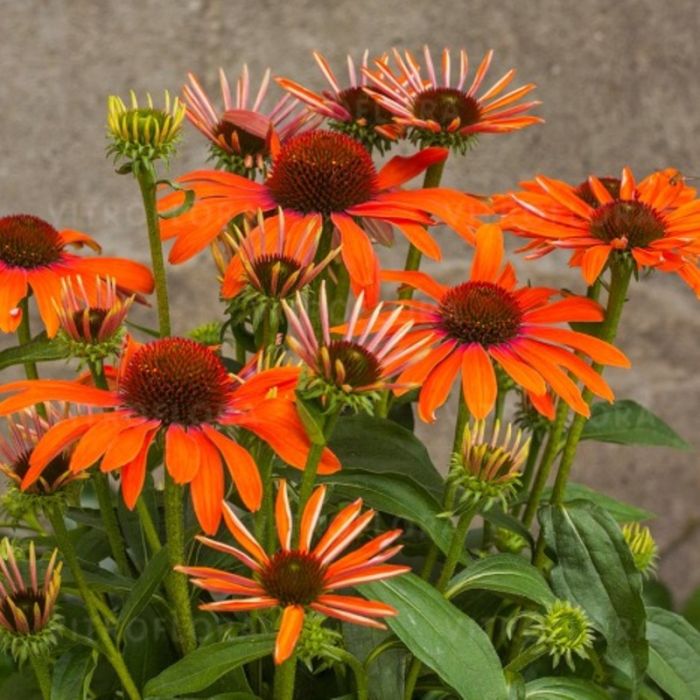 Sonnenhut\u0020\u0028Echinacea\u0029\u0020Julia