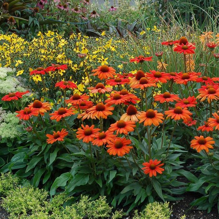 Sonnenhut\u0020\u0028Echinacea\u0029\u0020Kismet\u0020Intense\u0020Orange