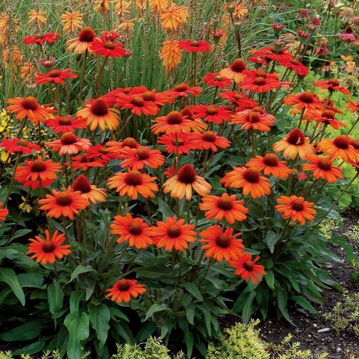 Sonnenhut\u0020\u0028Echinacea\u0029\u0020Kismet\u0020Intense\u0020Orange