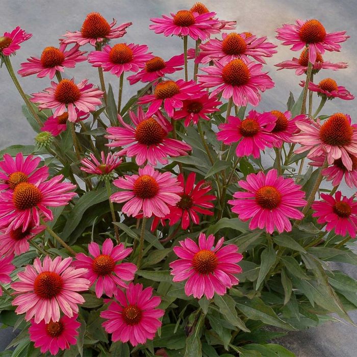 Sonnenhut\u0020\u0028Echinacea\u0029\u0020Kismet\u0020Raspberry