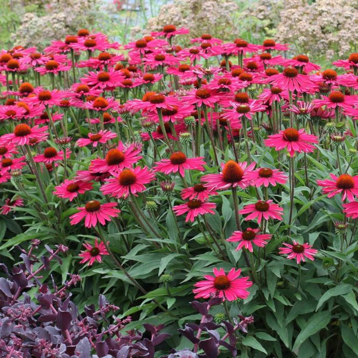 Sonnenhut\u0020\u0028Echinacea\u0029\u0020Kismet\u0020Raspberry