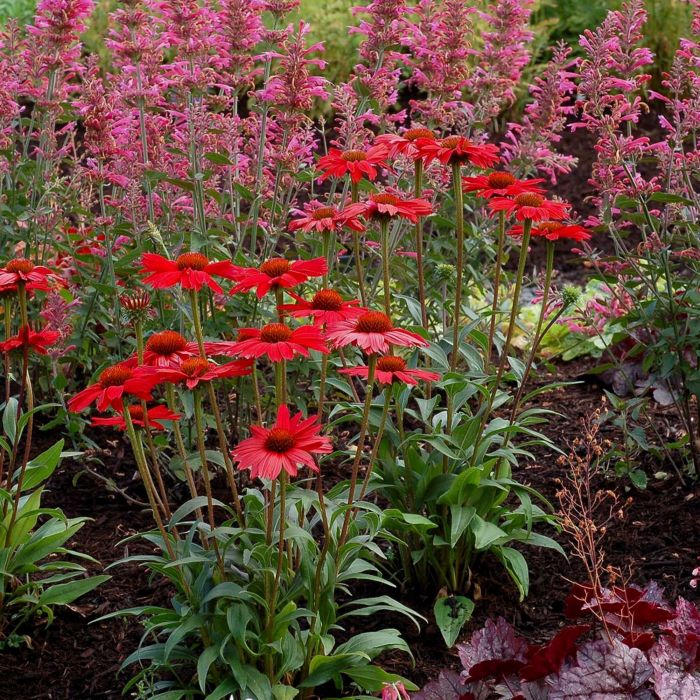 Sonnenhut\u0020\u0028Echinacea\u0029\u0020Kismet\u00AE\u0020Red