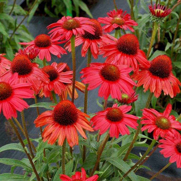 Sonnenhut\u0020\u0028Echinacea\u0029\u0020Kismet\u00AE\u0020Red