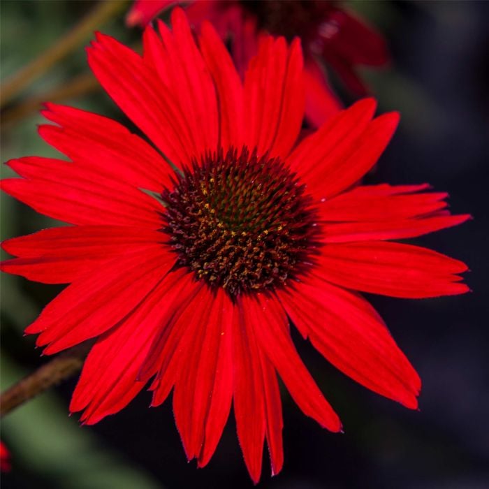 Sonnenhut\u0020\u0028Echinacea\u0029\u0020Kismet\u00AE\u0020Red