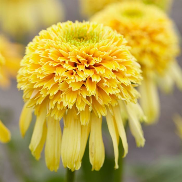 Sonnenhut\u0020\u0028Echinacea\u0029\u0020Lemon\u0020Drop