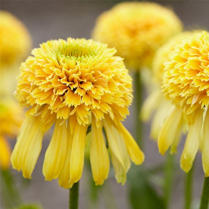 Sonnenhut\u0020\u0028Echinacea\u0029\u0020Lemon\u0020Drop