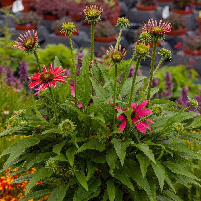 Sonnenhut\u0020\u0028Echinacea\u0029\u0020Magenta\u0020Pearl