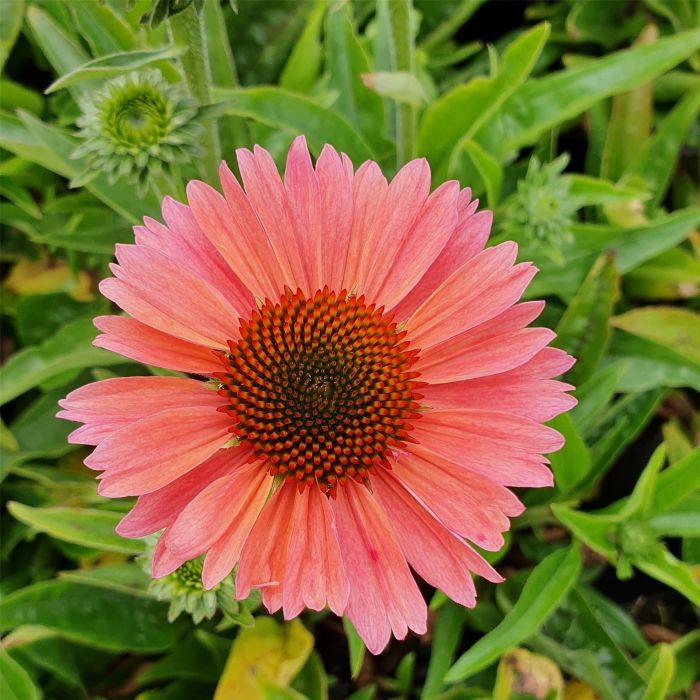 Sonnenhut\u0020\u0028Echinacea\u0029\u0020Meditation\u0020Cerise